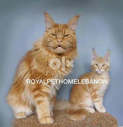 Maine Coon Mainecoon Imported