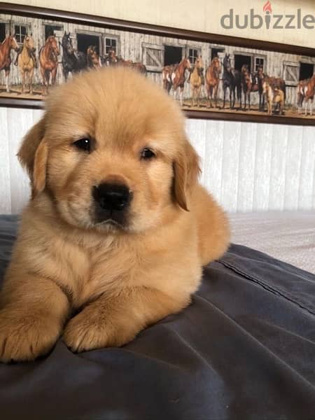 Golden Retriever Red puppy delivery 0