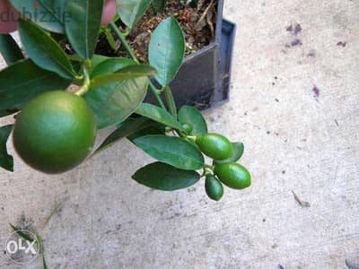 Limequat trees, kumquat and more