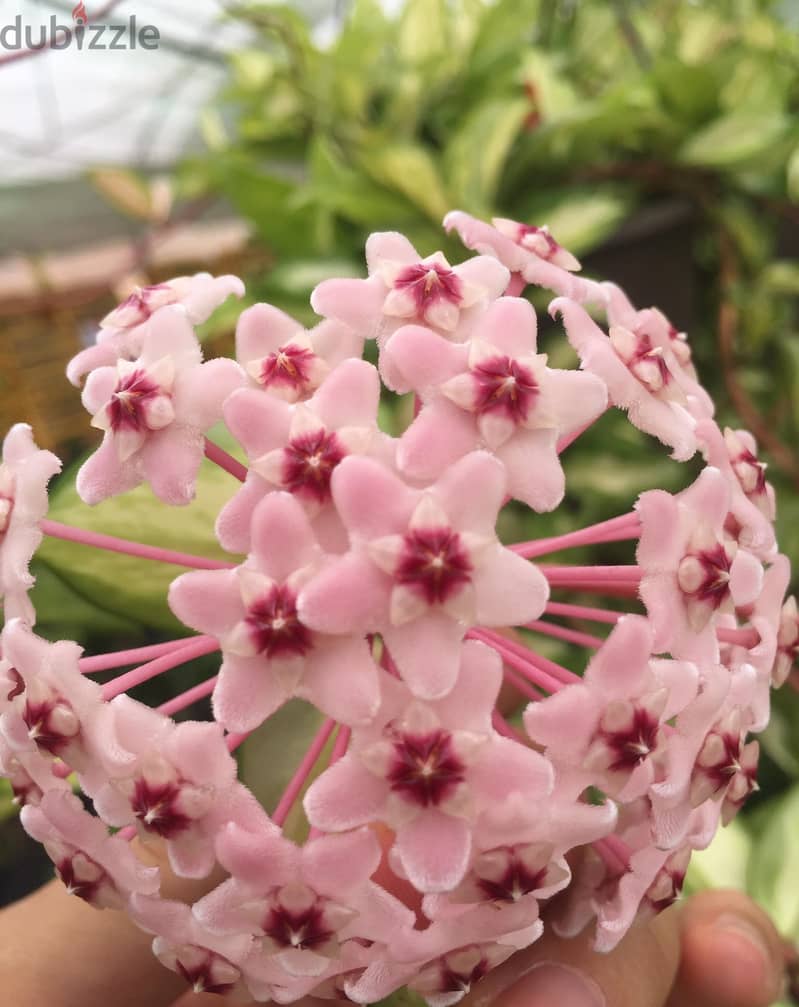 Dutch Hoya/ Wax plant 0