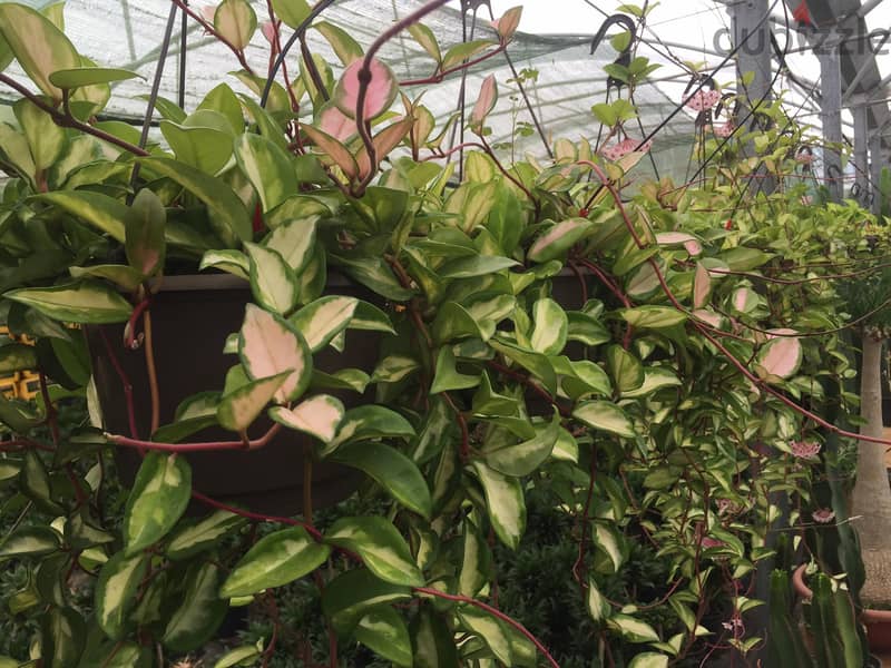 Dutch Hoya/ Wax plant 1