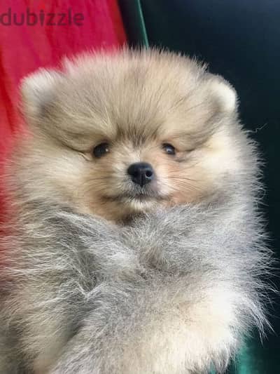 Pomeranian Spitz Brown Puppy / dog كلاب