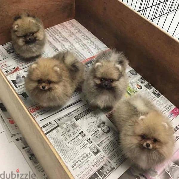 Pomeranian Puppies Available/ dog كلاب 0