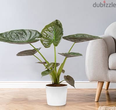 Alocasia Wentii