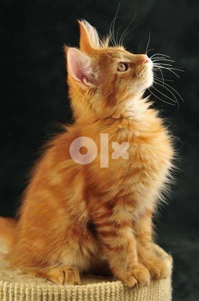 Gold MaineCoon Kitten