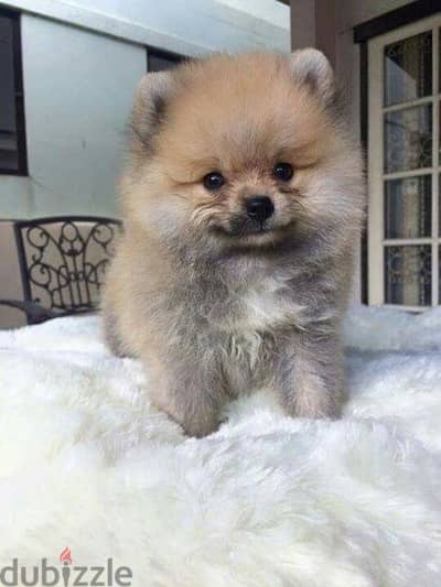 Pomeranian Puppies Brown Small size /dog كلاب