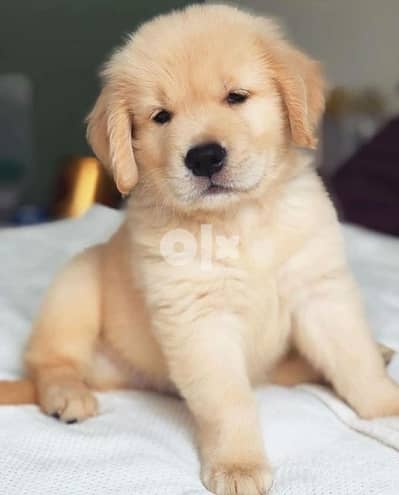 Bear Golden Retriever Love