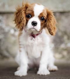 Cavalier King Charles Imported Blenheim Delivery too 0