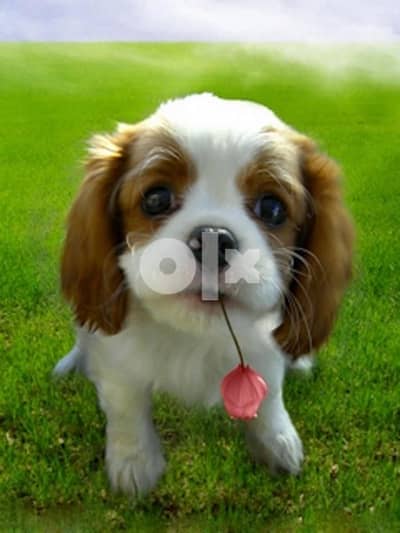 imported Cavalier King Charles Blenheim Dog كلاب