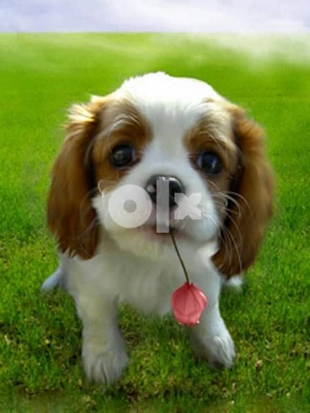 imported Cavalier King Charles Blenheim Dog كلاب 0