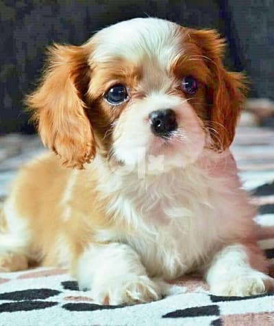 Cavalier King Charles imported delivery available