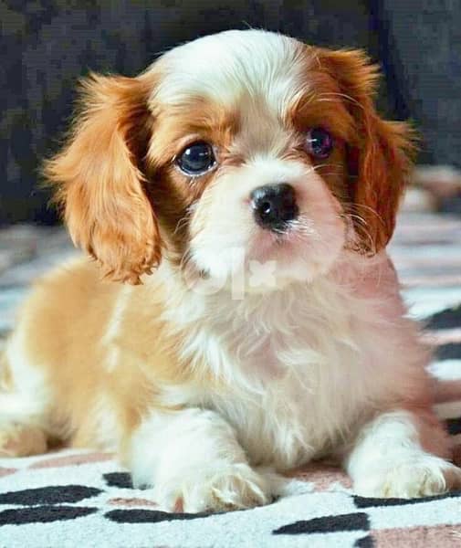 Cavalier King Charles imported delivery available 0