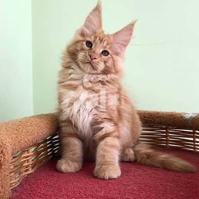 Mainecoon kitten imported