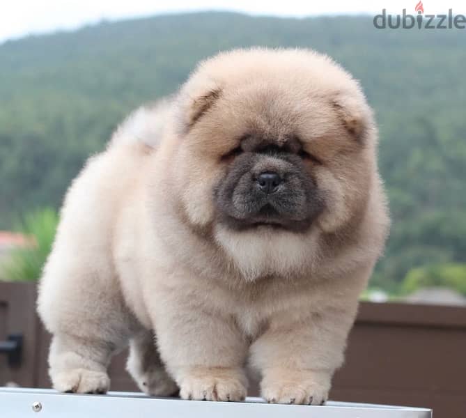 Chowchow available in Lebanon 0