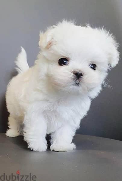 teacup maltese puppy 0