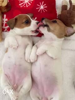 Jack Russell Puppies DELIVERY / dog كلاب 0