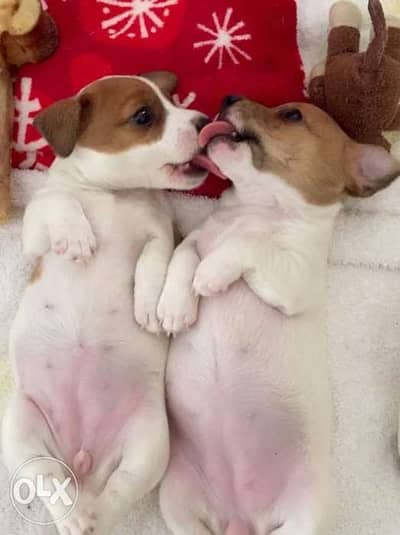 Jack Russell Puppies DELIVERY / dog كلاب