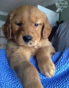 Golden Retriever Red Brown Delivery Available 0