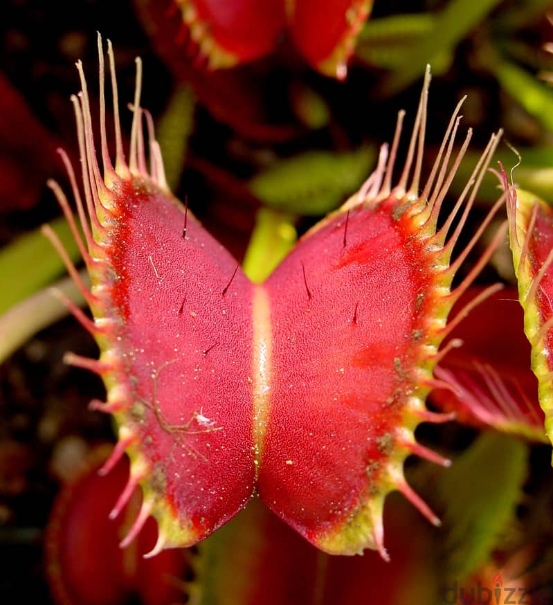 Venus carnivorous plant - نبات آكلة الحشرات 2