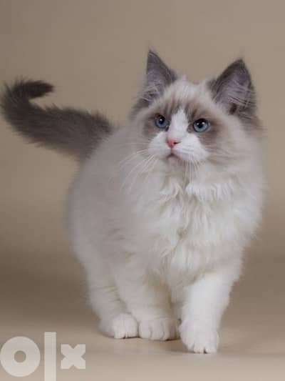 Ragdoll Kitten imported per request