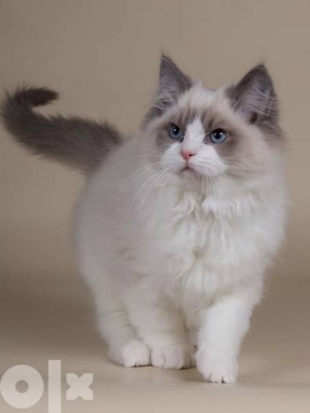 Ragdoll Kitten imported per request 0