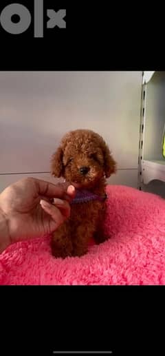 poodle toy very High quality imported