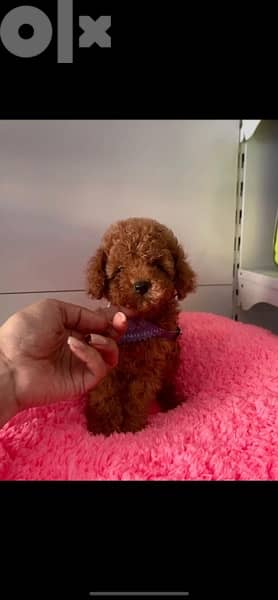 poodle toy very High quality imported 0