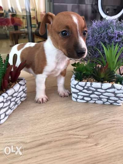 Jack Russell/ available in store/ Delivery/ dog كلاب