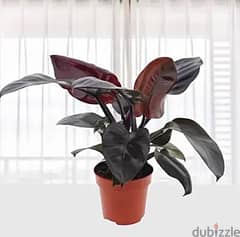 Black philodendron 0