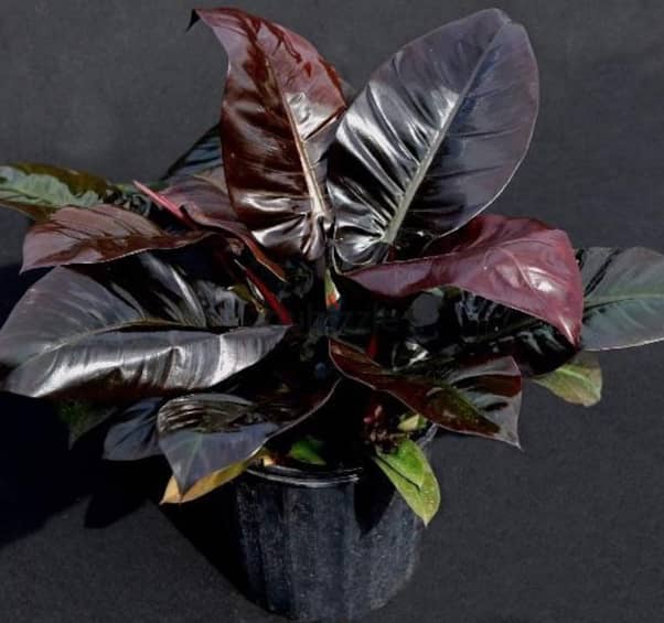 Black philodendron 1