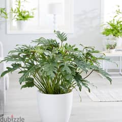 Xanadu plant philodendron 0