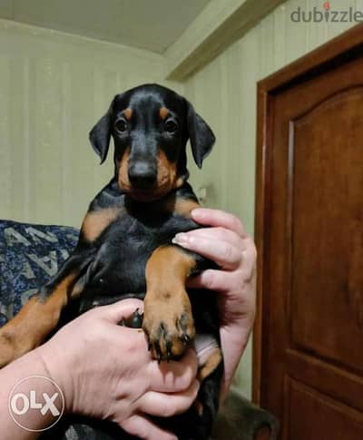 Doberman