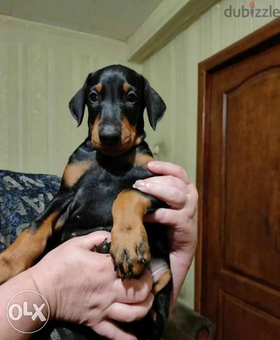 Doberman 0