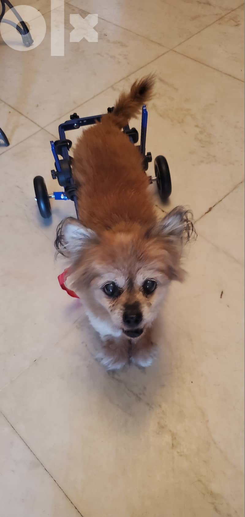 Wheelchair for dogs with weak or paralyzed hind legs 1