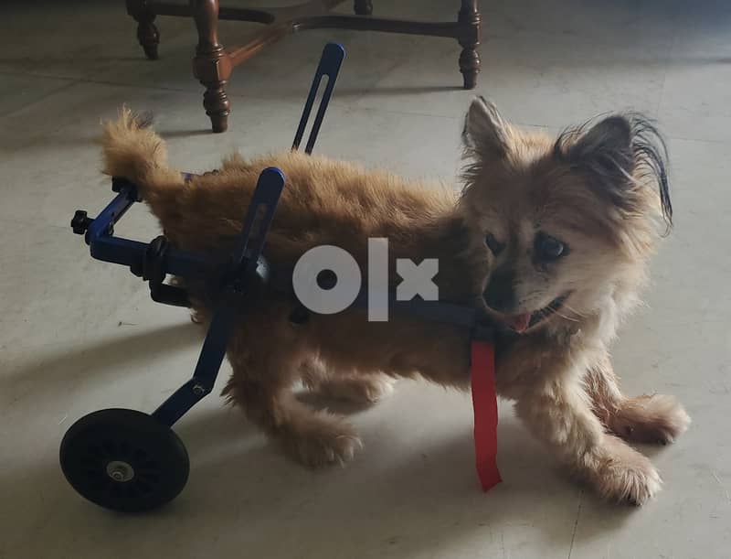 Wheelchair for dogs with weak or paralyzed hind legs 2