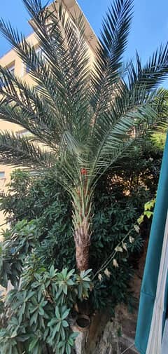 Palm tree for sell