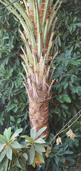Palm tree for sell 2