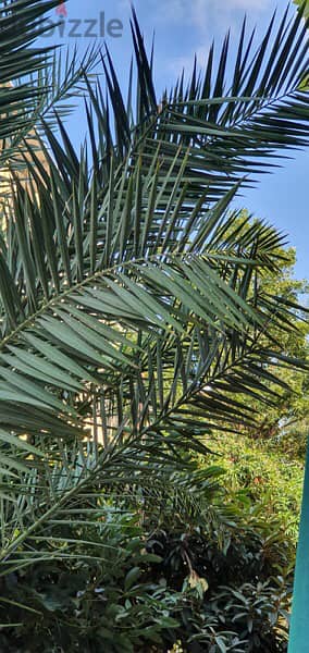 Palm tree for sell 3