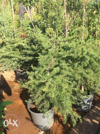 Lebanese cedar أرز الأرزة اللبنانية