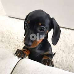 Dachshund Puppies Black and Tan