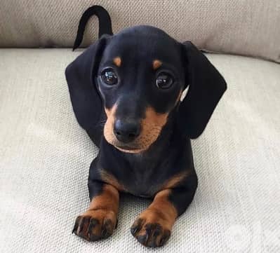 Imported Dachshund Black and Tan