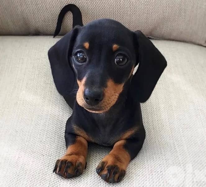 Imported Dachshund Black and Tan 0