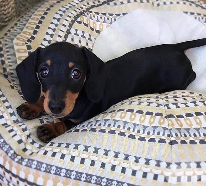 Imported Dachshund Black and Tan 1