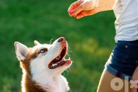 Dog Training services