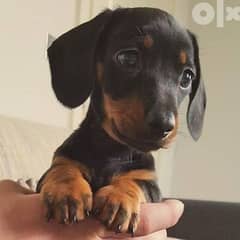 Dachshund