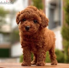 Toy Poodle Puppies Red