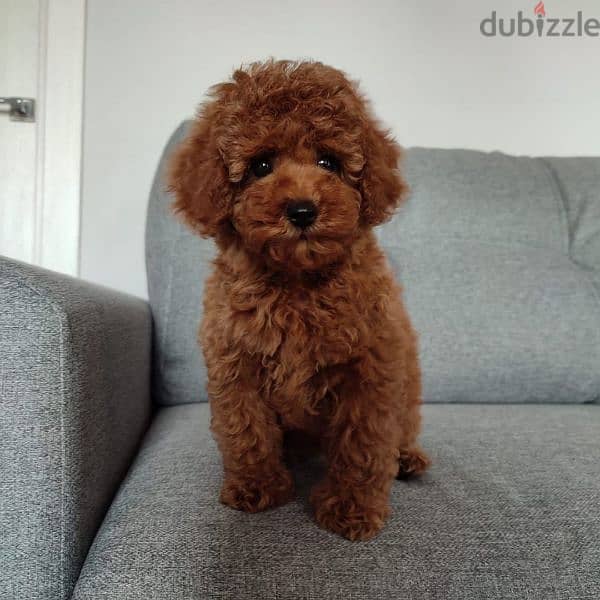 Toy Poodle Puppies Available كلاب 0