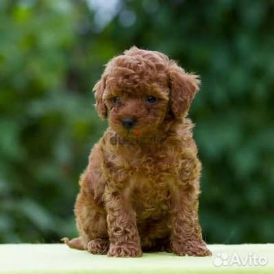 Toy Poodle Puppies Red كلب