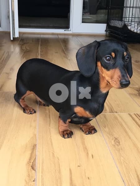 Imported Dachshund Puppy is HERE 0