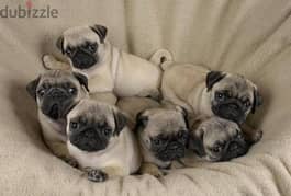 Pug Puppies now Available 0